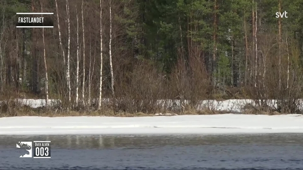 Den stora älgvandringen