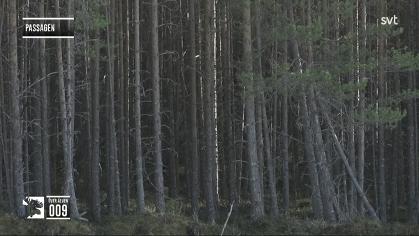 Den stora älgvandringen