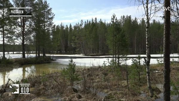 Den stora älgvandringen