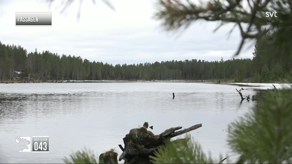 Den stora älgvandringen