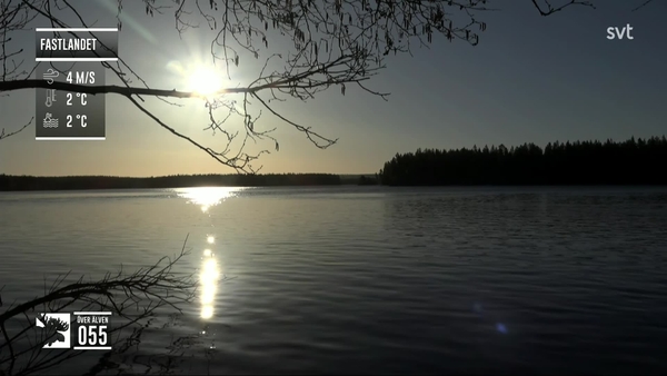 Den stora älgvandringen