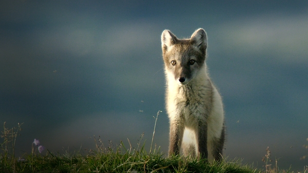 Världens natur: Mitt Sverige