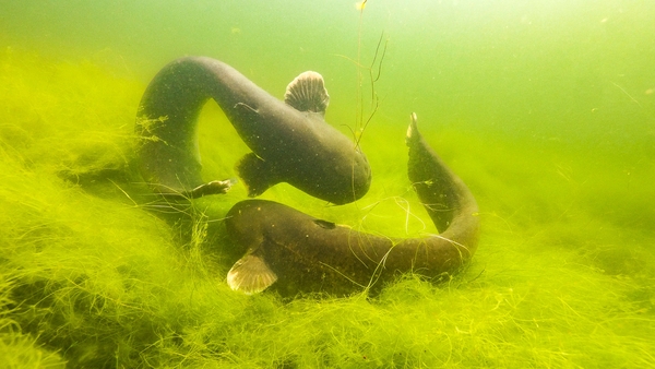 Fiskarnas rike