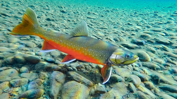 Fiskarnas rike