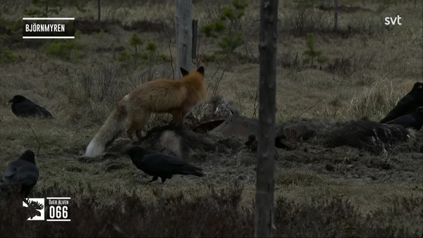 Den stora älgvandringen