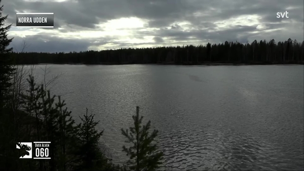 Den stora älgvandringen