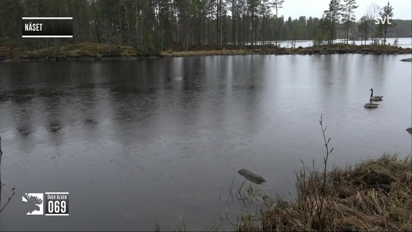 Den stora älgvandringen