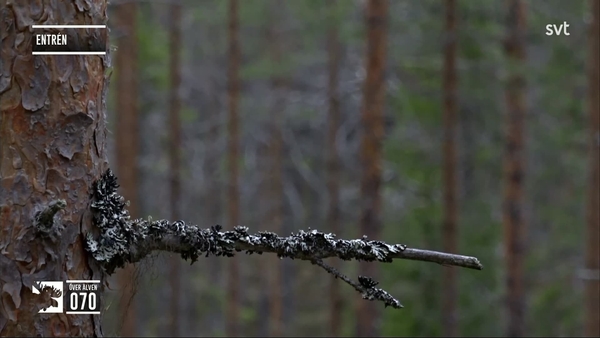 Den stora älgvandringen