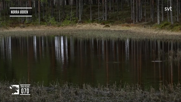 Den stora älgvandringen