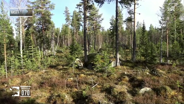 Den stora älgvandringen