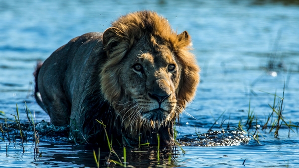 Okavango - drömmarnas flod