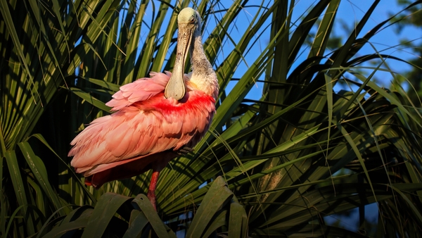 Floridas naturliga paradis