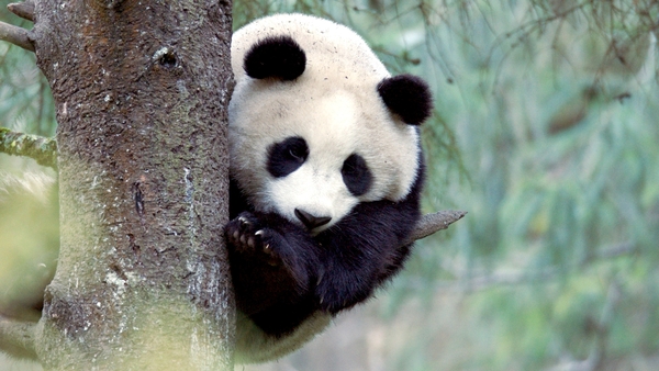Världens natur: Pandans vilda liv