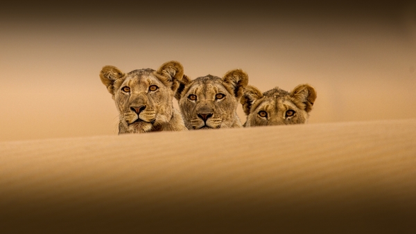 Världens natur: Ökenlejonens osannolika överlevnad