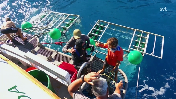 Världens största hajar