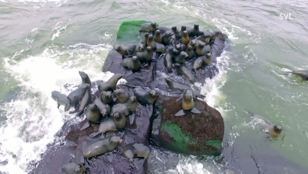 Världens största hajar