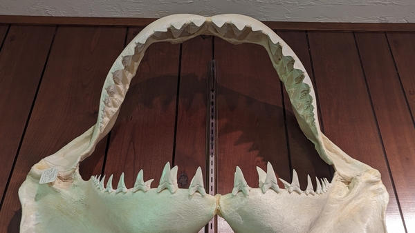 Världens största hajar