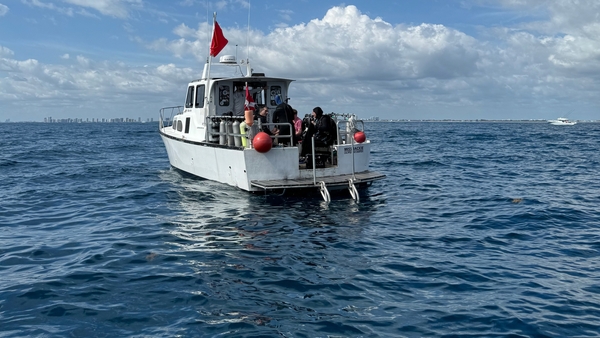 Världens största hajar