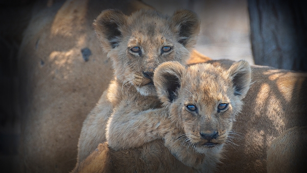 Världens natur: Vilda föräldrar