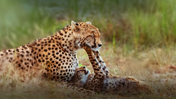 Världens natur: Vilda föräldrar