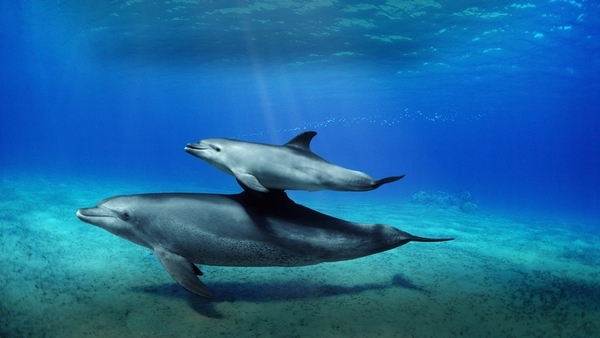 Världens natur: Vilda föräldrar