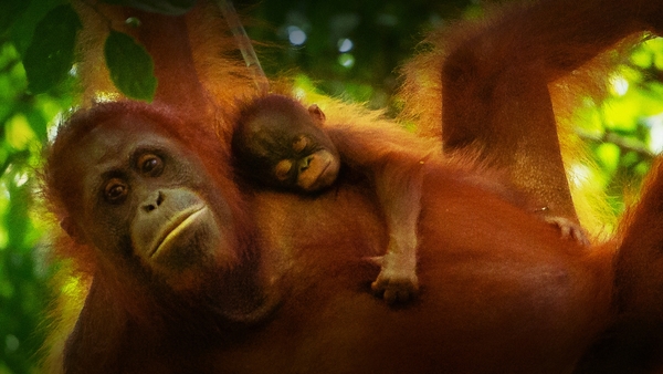 Världens natur: Vilda föräldrar