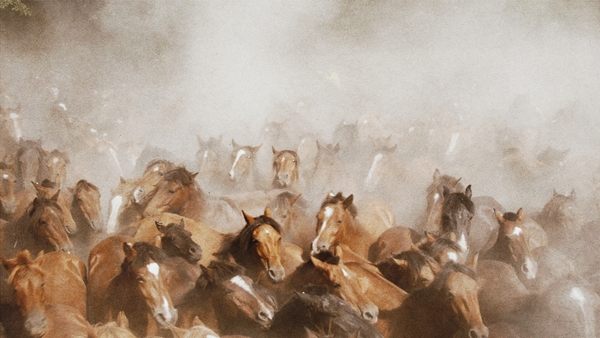 Dox: Vildhästarnas land