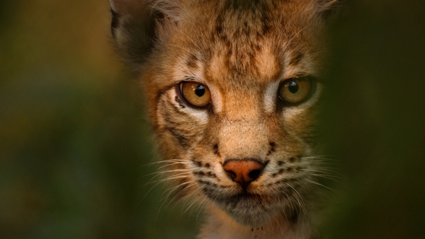 Europas fem världar