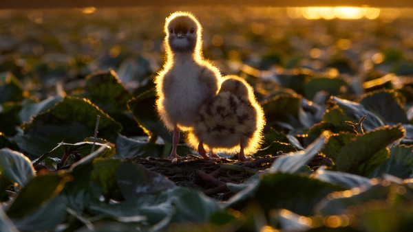 Europas fem världar