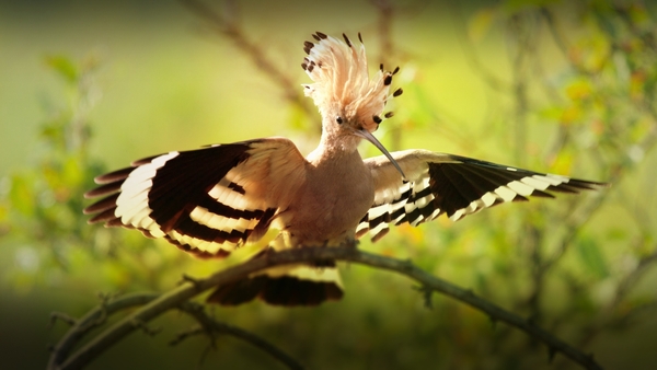 Världens natur: Skogens magiska värld