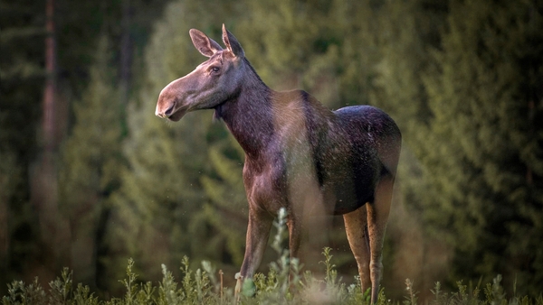 Den stora älgvandringen