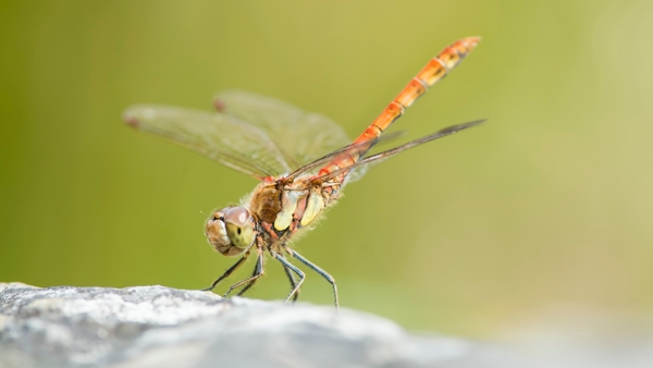 Trollsländornas värld