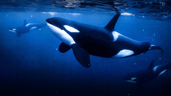 Världens natur: Rädda riktiga Willy