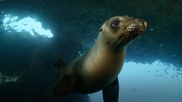 Fantastiska årstider