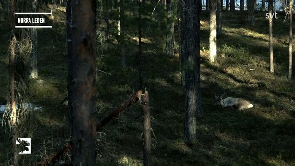 Den stora älgvandringen