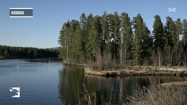 Den stora älgvandringen