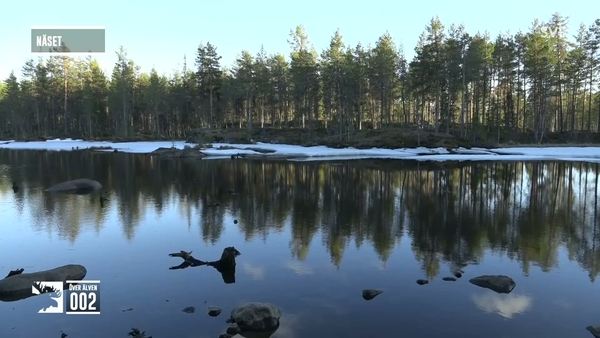 Den stora älgvandringen