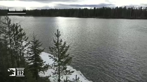 Den stora älgvandringen