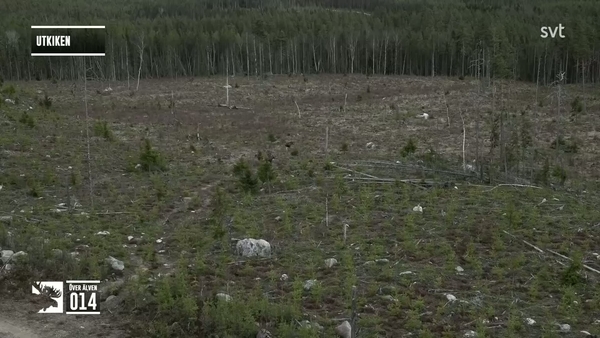 Den stora älgvandringen