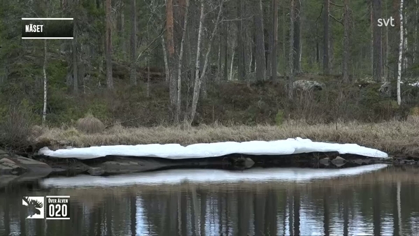 Den stora älgvandringen