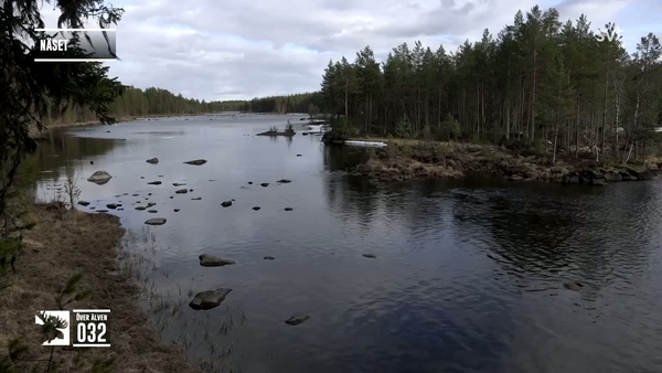 Den stora älgvandringen