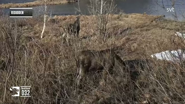 Den stora älgvandringen