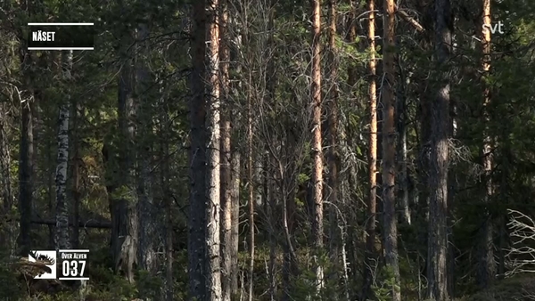 Den stora älgvandringen