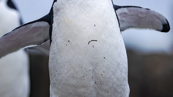 Pingvinernas hemligheter