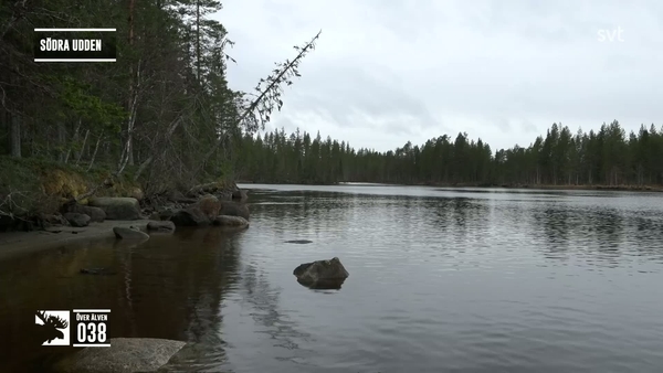 Den stora älgvandringen