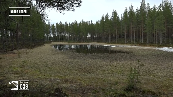 Den stora älgvandringen