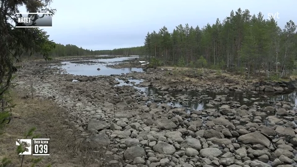 Den stora älgvandringen