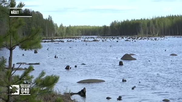 Den stora älgvandringen
