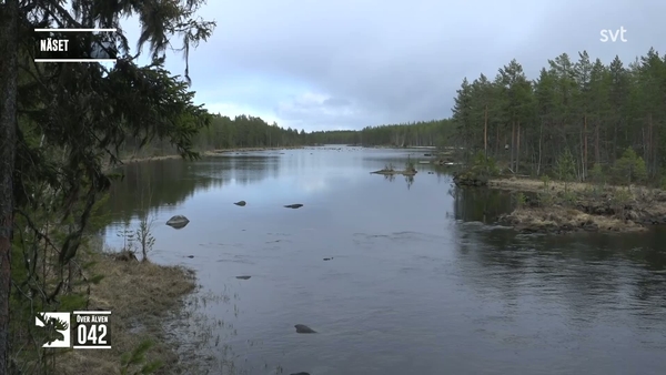 Den stora älgvandringen