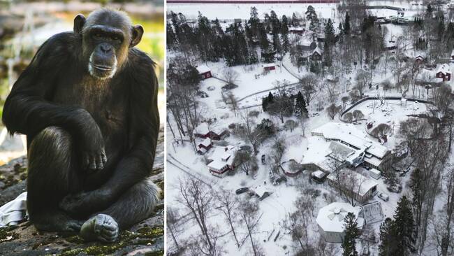 Till vänster: Bild på schimpansen Linda sittandes på en sten. Hon är en av de schimpanser från Furuviksparken som skjutits ihjäl efter att ha rymt. Till höger: Drönarbild som visar Furuviksparken ovanifrån, snötäckt.